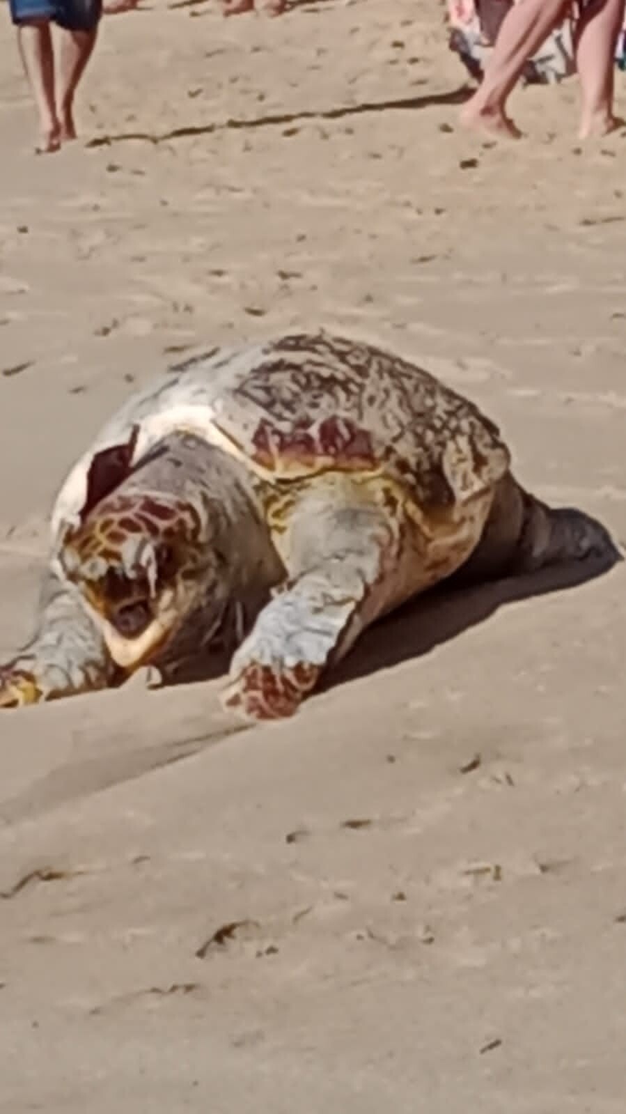 Errata: Prefeitura de Búzios aciona CTA para salvar tartaruga gigante que encalhou na Praia de João Fernandes neste domingo