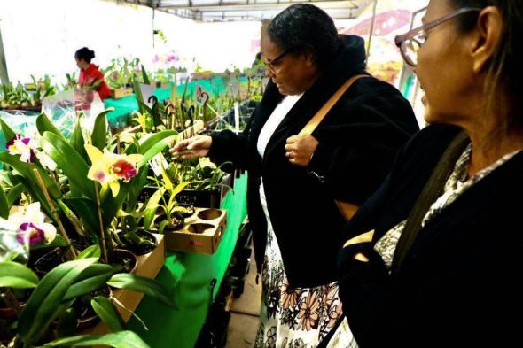 Prefeitura de Cuiab | 2 Edio do Festival de Orqudeas e Rosas do Deserto comea nesta quinta-feira (17)