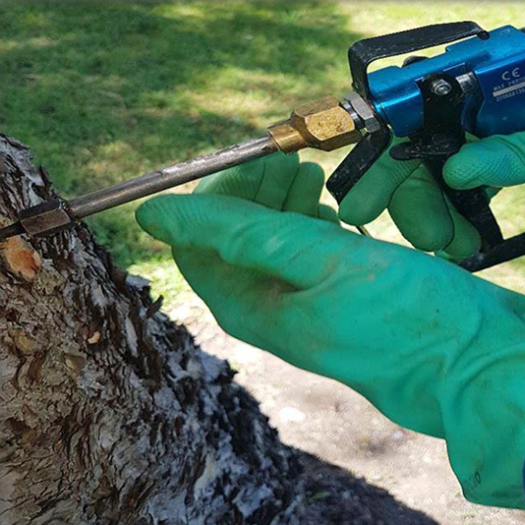 Métodos para prevenir el desarrollo de la procesionaria del pino en Torrelodones
