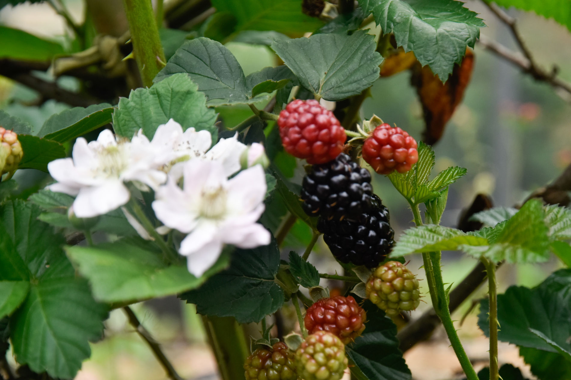 Produção de frutas vermelhas cresce, em Jundiaí, com agroecologia e comércio