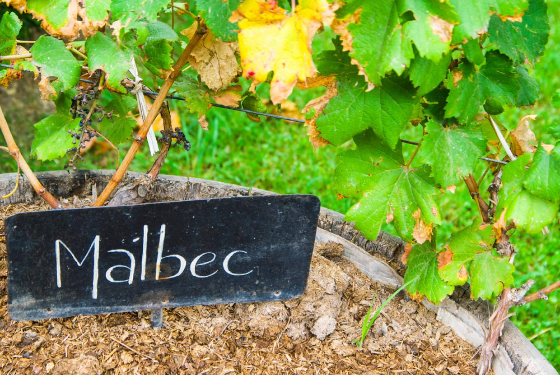 O Malbec Gramado é um dos maiores portais de notícias para os amantes de vinho